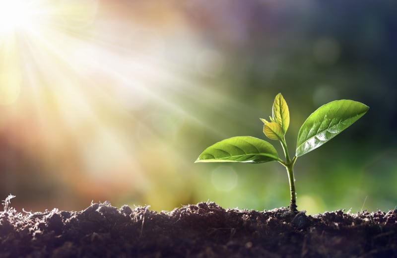土から新芽が育ち、太陽光が差し込んでいる様子